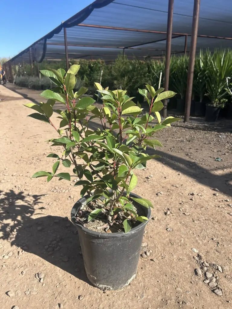 Red Tip Photinia close-up showing vivid red new growth above dark green mature foliage — Phoenix, AZ