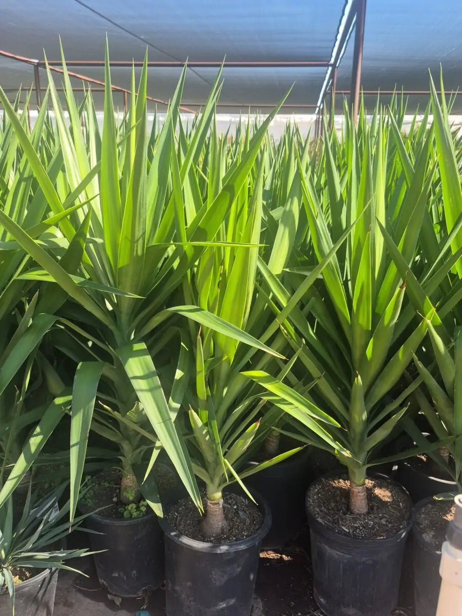 5 gallon Spanish Dagger (Yucca gloriosa) premium plants in nursery greenhouse — Phoenix, AZ