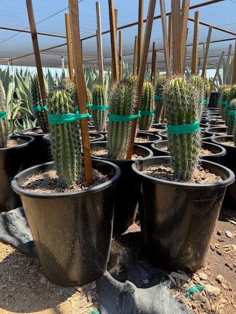 5 gallon Arizona Organ Pipe Cactus (Stenocereus thurberi) young columnar specimens at nursery — Phoenix, AZ