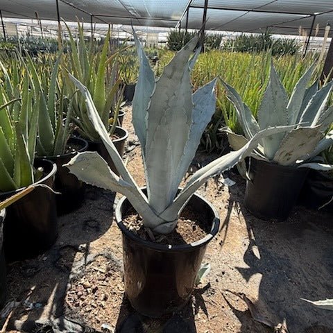 Electric Blue Agave with symmetrical blue gray leaves fanning out from a tight center