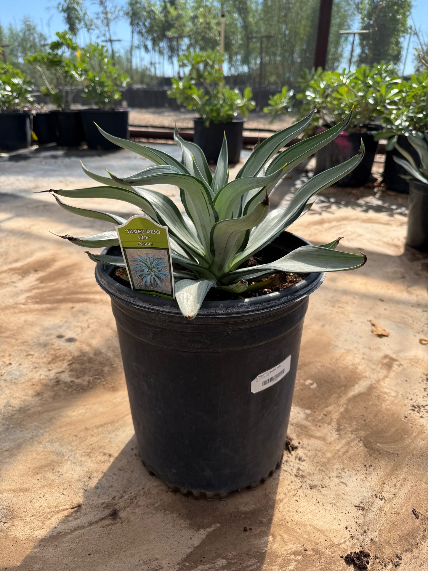 5 gallon Silver Peso Agave (Agave desmettiana) in nursery pot on concrete — Phoenix, AZ