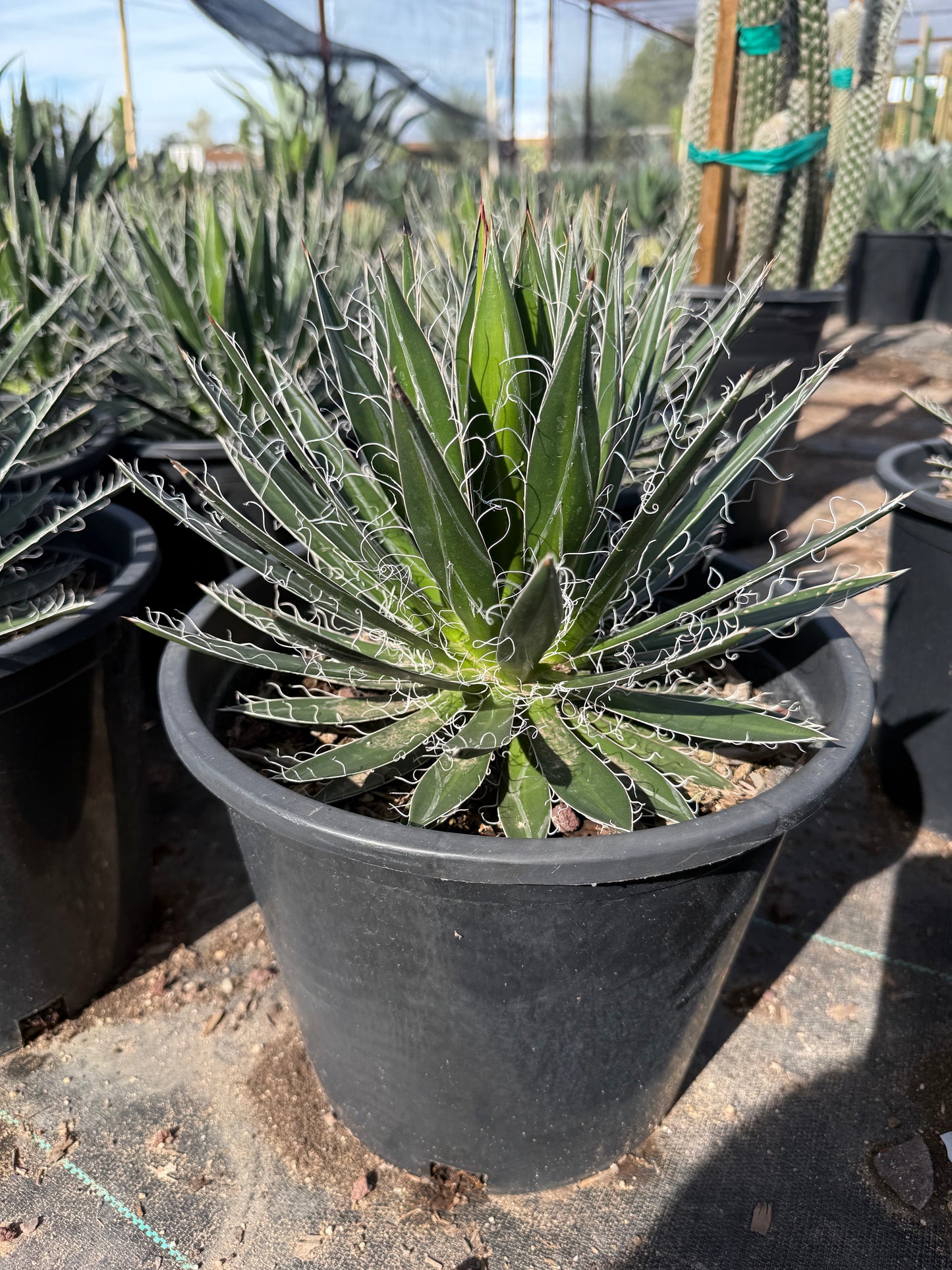 5 gallon Agave Filifera (Agave filifera) in nursery pot with white thread filaments — Phoenix, AZ