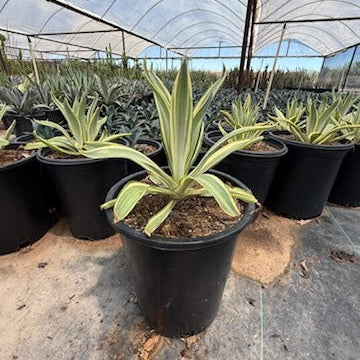 Margarita Agave CCF