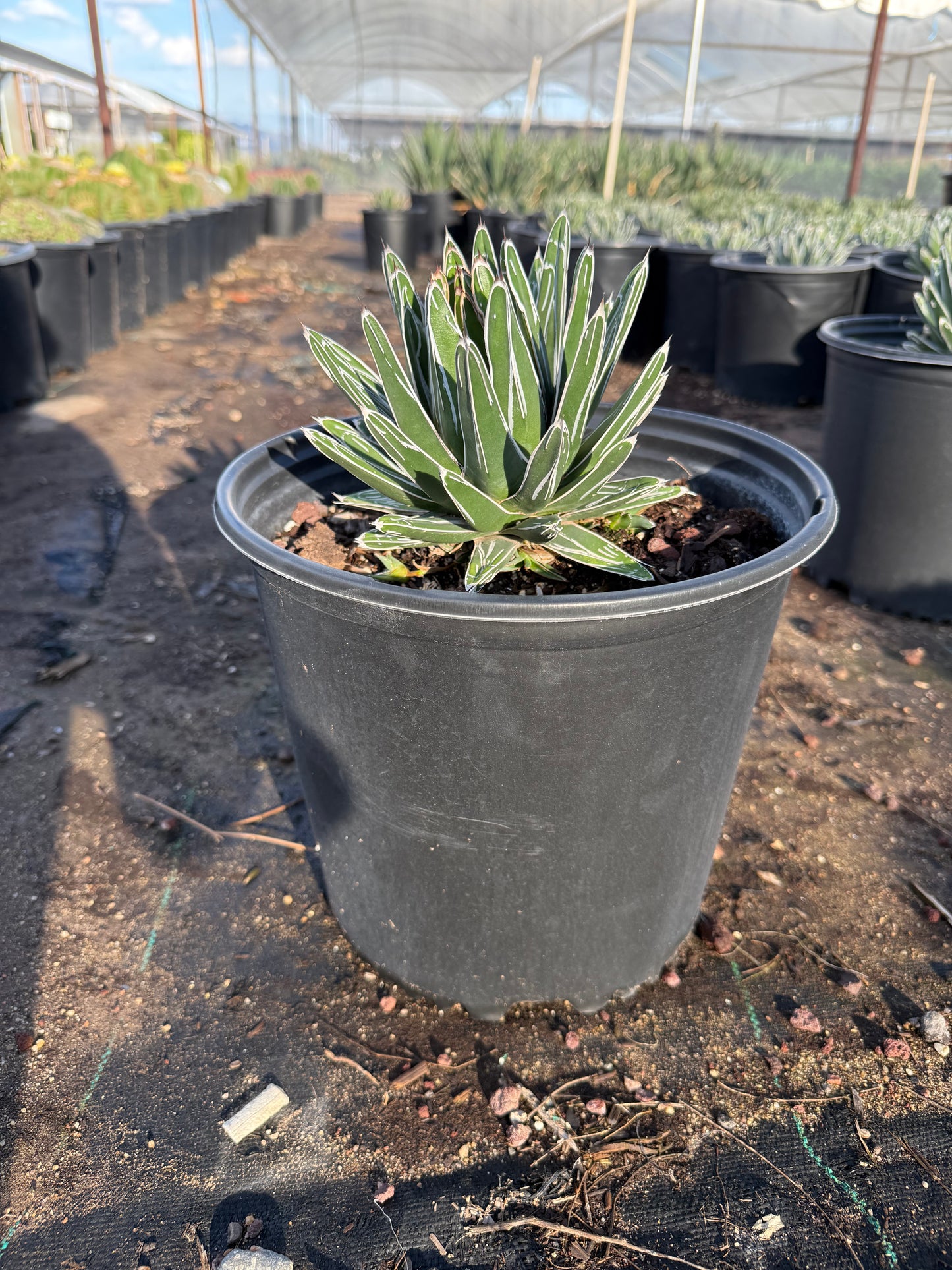 Queen Victoria Agave