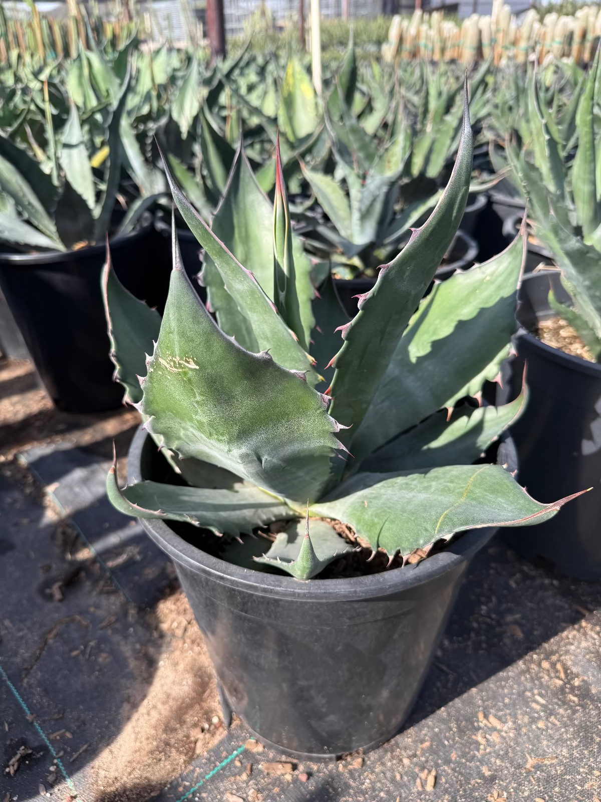 Agave Salmiana
