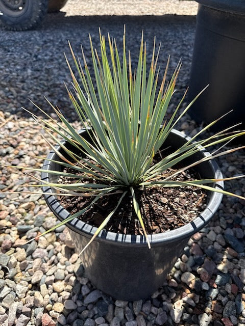 Beaked Yucca