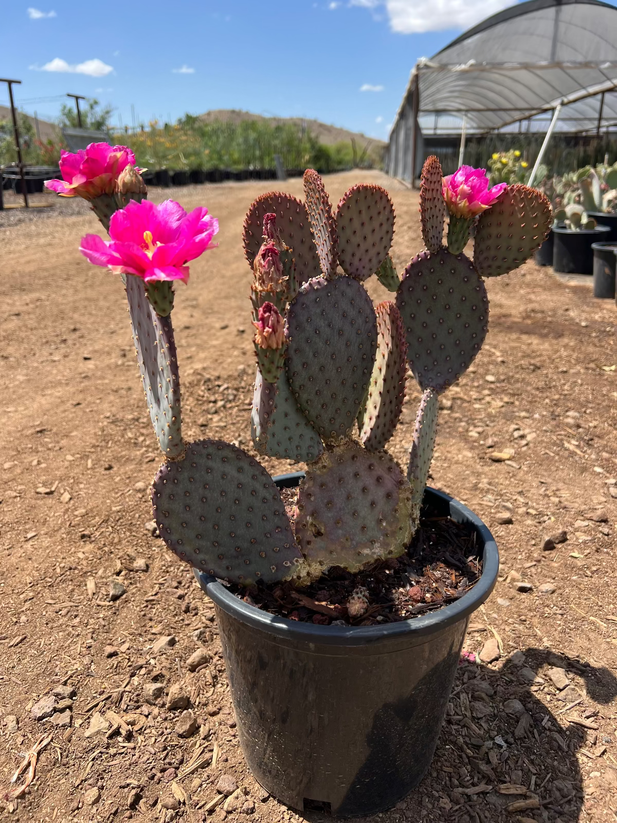 Beaverita Prickly Pear