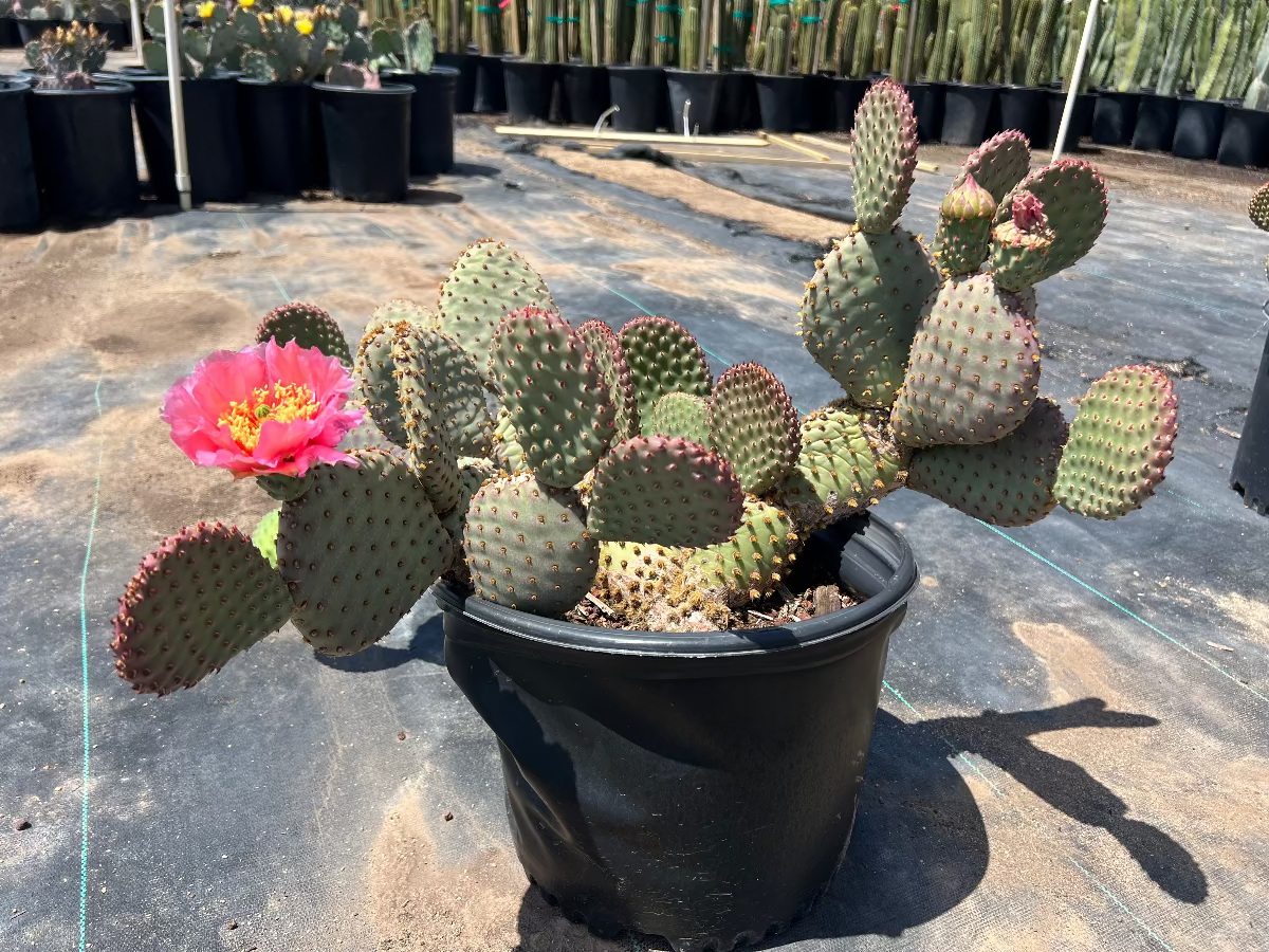 5 gallon Beavertail Cactus (Opuntia basilaris) blooming pink in nursery pot — Phoenix, AZ