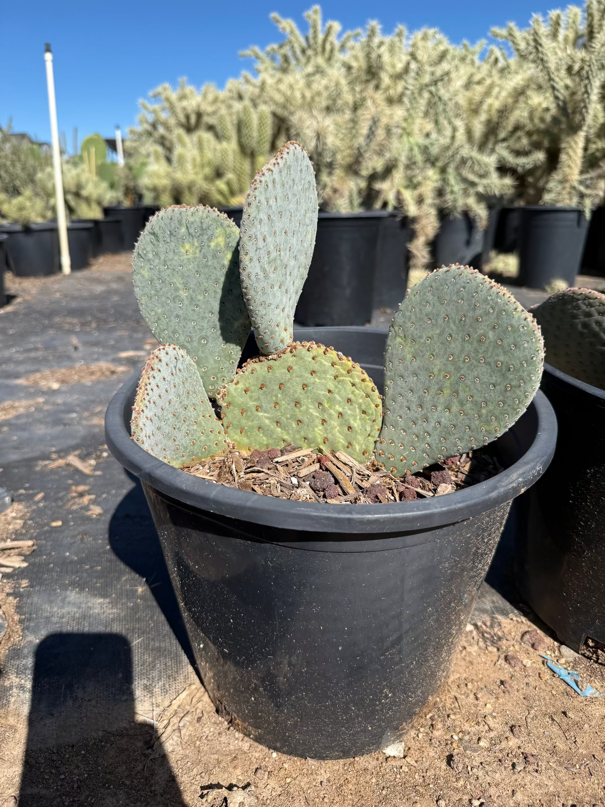 Beavertail Prickly Pear