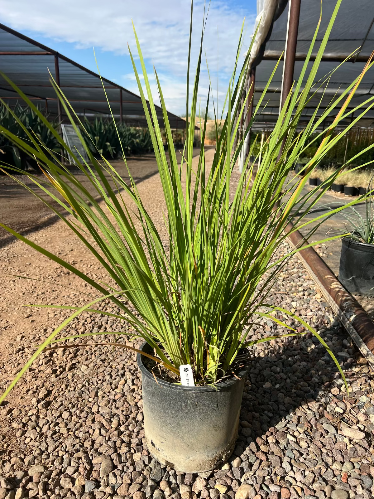 5 gallon Bicolor Iris (Dietes bicolor) in nursery container at Three Timbers nursery — Phoenix, AZ