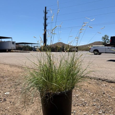 Blonde Ambition blue grama grass with horizontal eyelash seed heads on airy stems