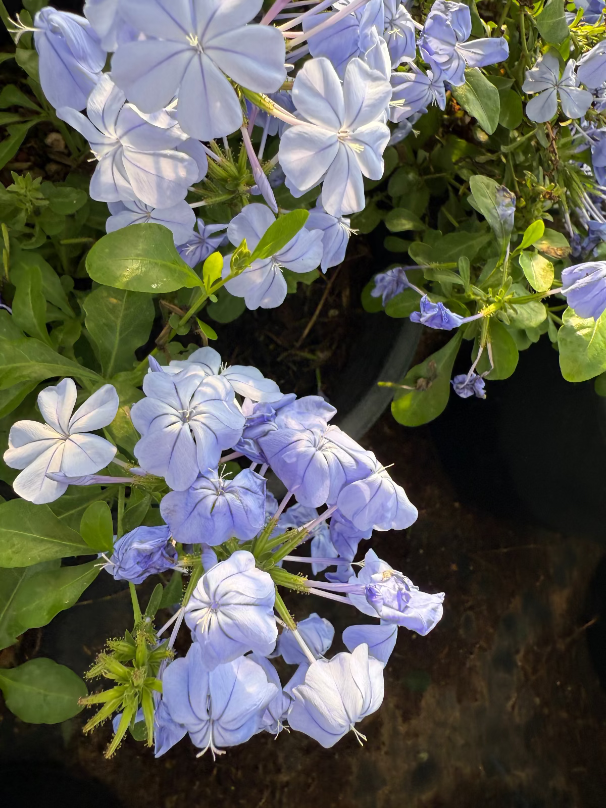 Blue Cape Plumbago
