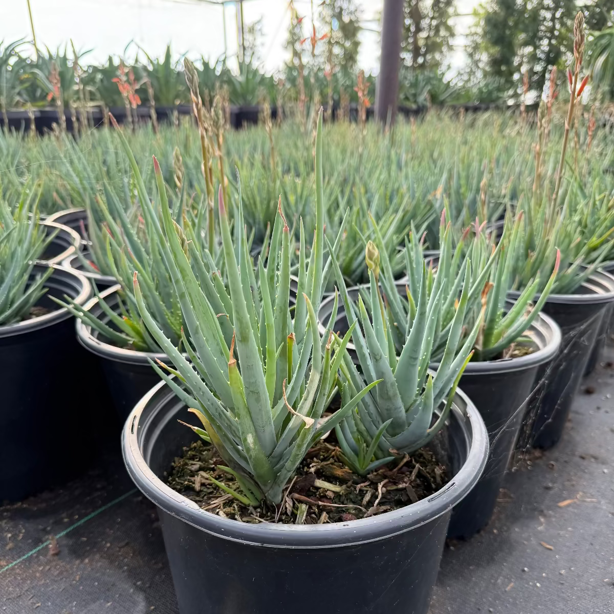 Buy Blue Elf Aloe Phoenix, AZ | Aloe 'Blue Elf'