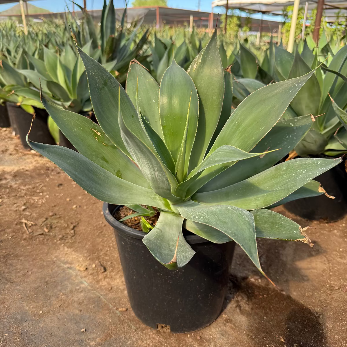 Buy Blue Flame Agave Phoenix, AZ | Agave 'Blue Flame'