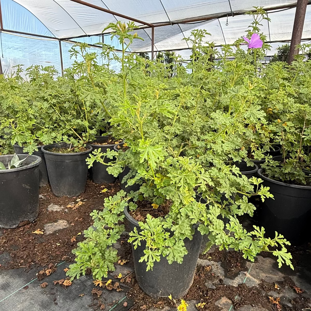 5 gallon Blue Hibiscus (Alyogyne huegelii) plants in nursery containers with lacy foliage at Three Timbers — Phoenix, AZ