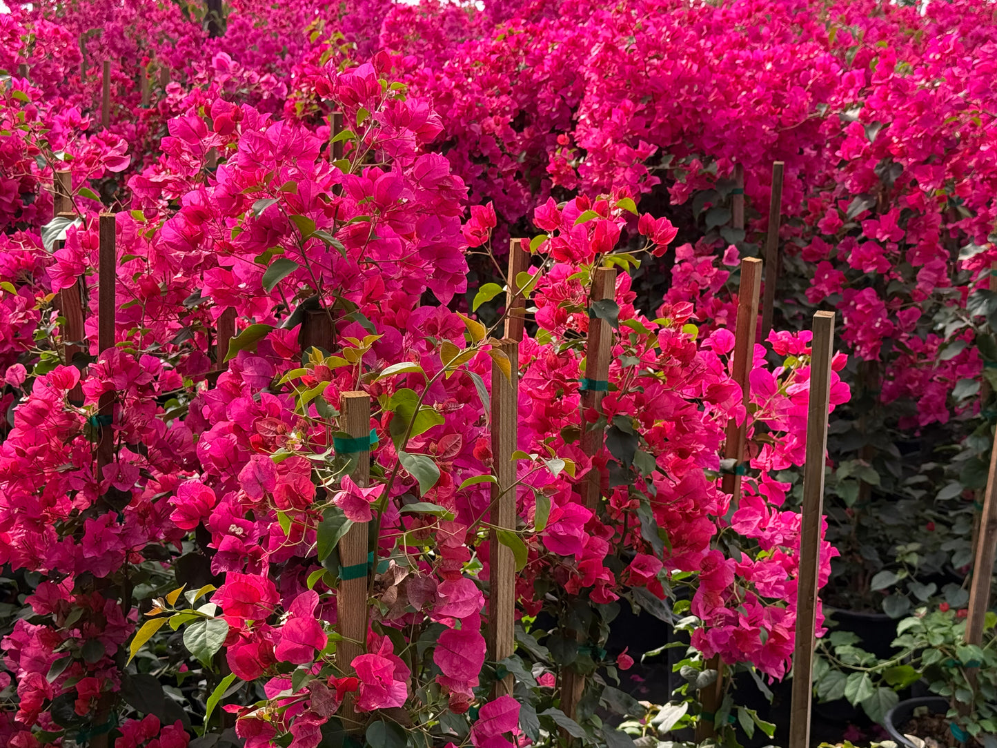 Barbara Karst Bougainvillea