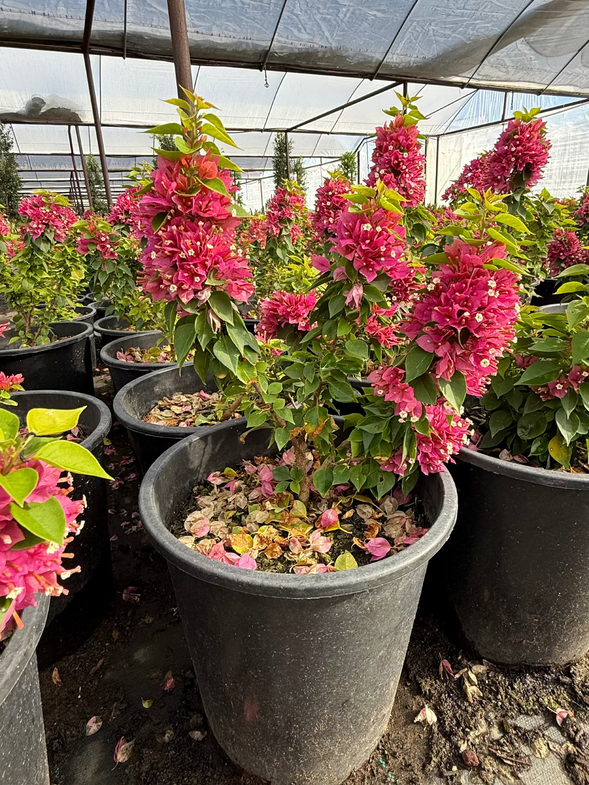 Torch Glow Bougainvillea