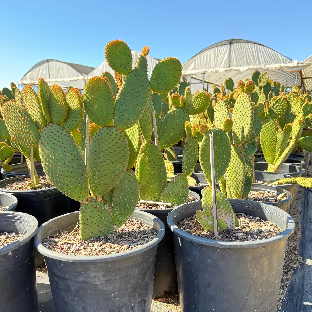 Buy Cinnamon Prickly Pear Phoenix, AZ | O. microdasys