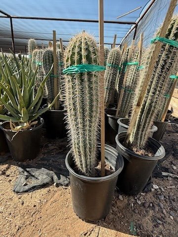 5 gallon Cardon Cactus (Pachycereus pringlei) young columnar specimen in nursery pot — Phoenix, AZ