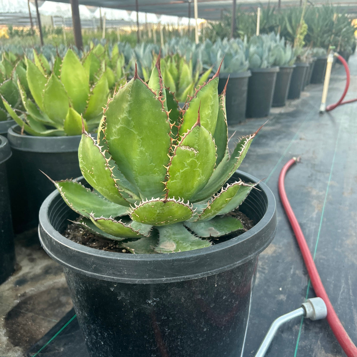 5 gallon Cow's Horn Agave (Agave bovicornuta) in nursery pot at Phoenix, AZ greenhouse