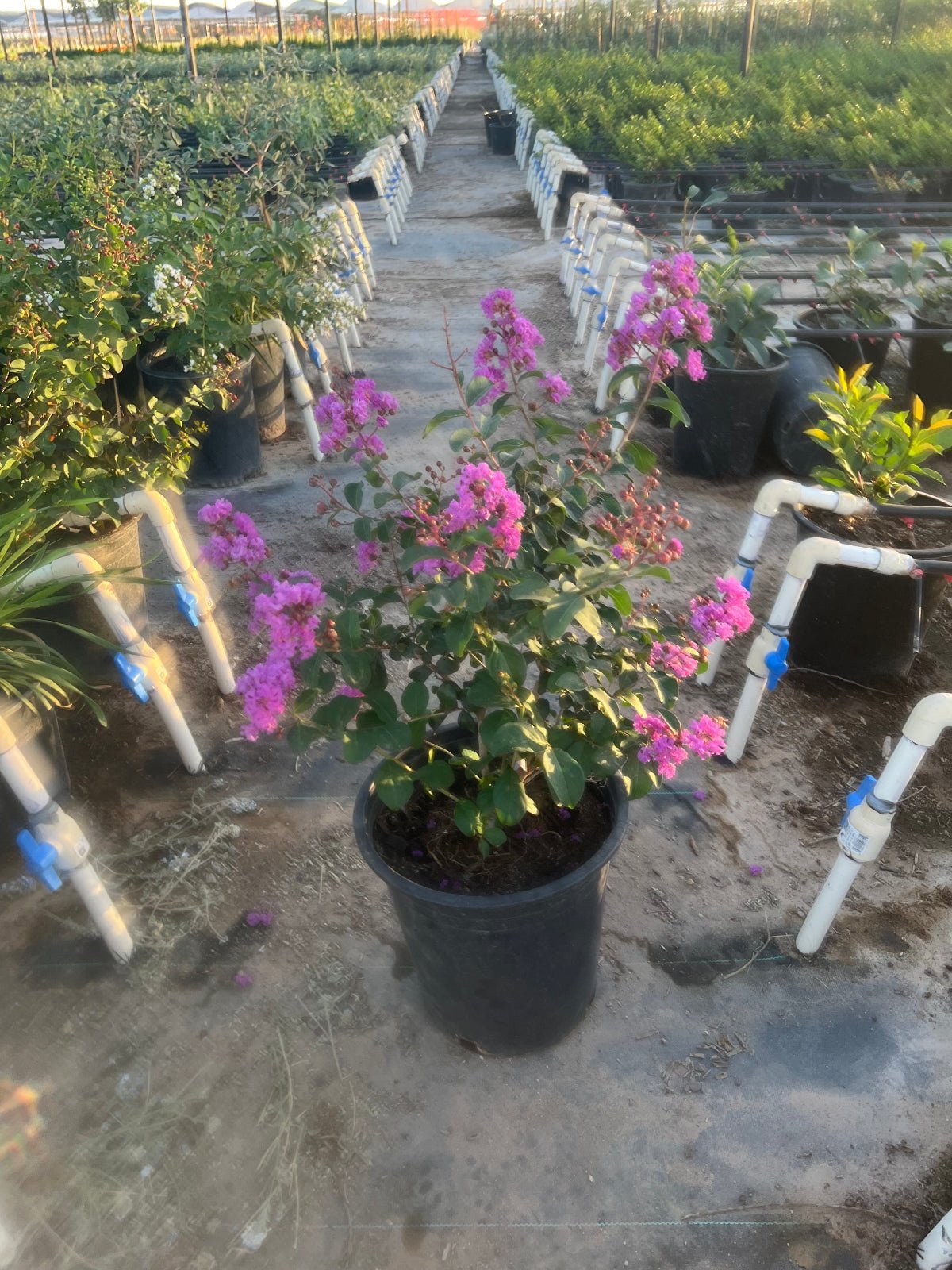 5 gallon Purple Crape Myrtle Tree (Lagerstroemia indica) in nursery pot with pink-purple blooms in greenhouse row — Phoenix, AZ