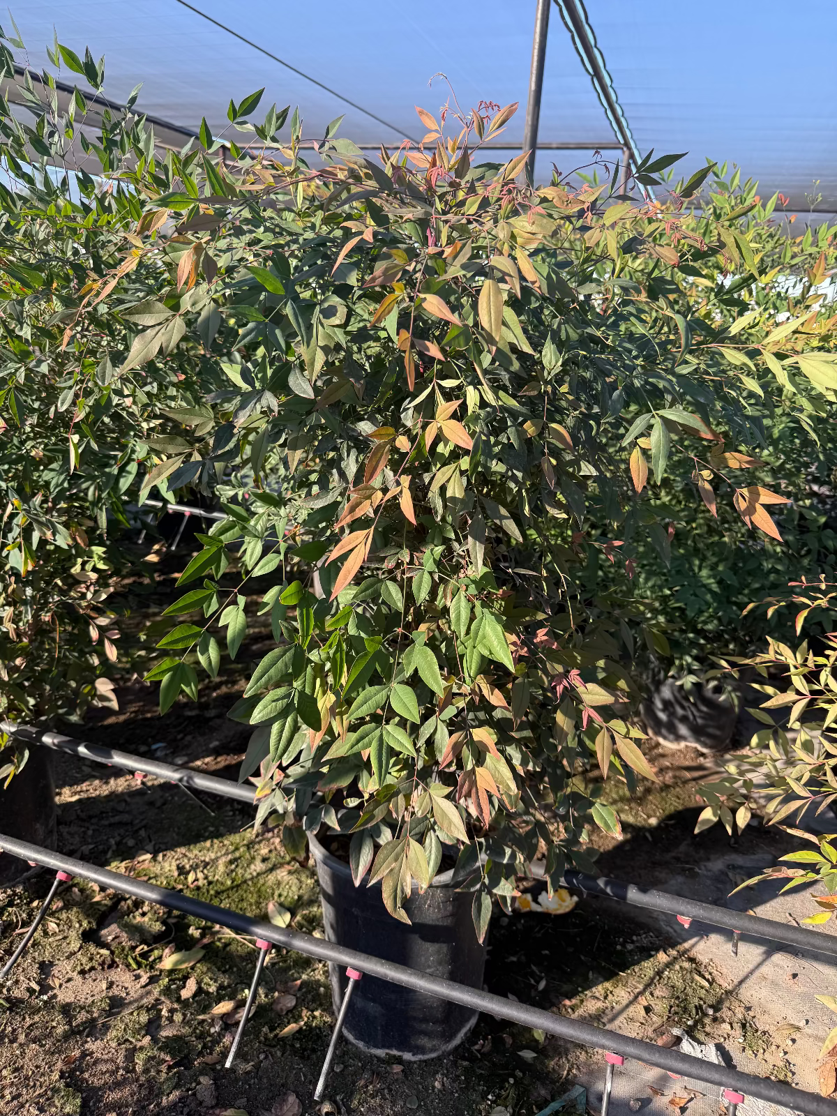 5 gallon Dwarf Heavenly Bamboo (Nandina domestica) compact shrub in nursery pot — Phoenix, AZ