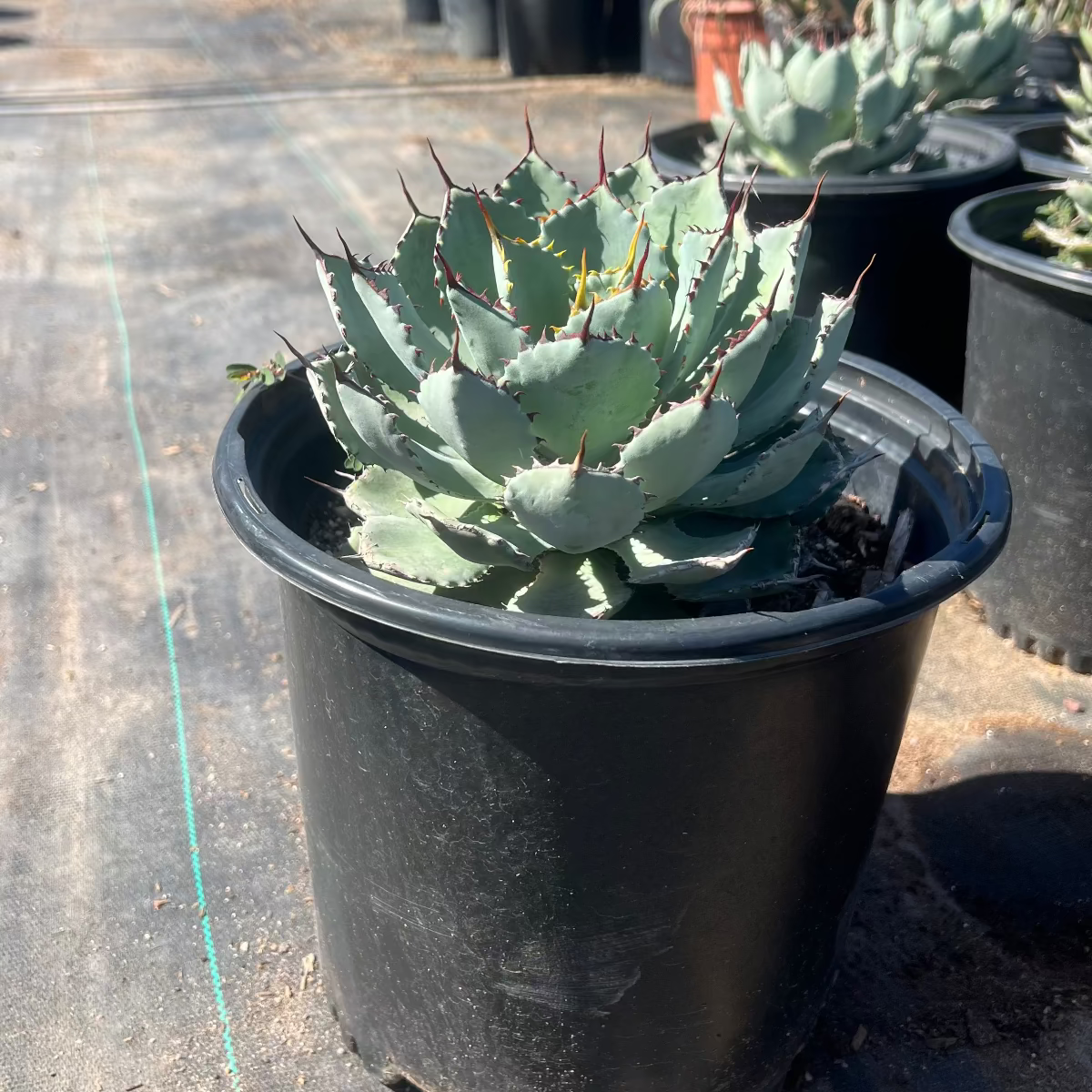 5 gallon Dwarf Butterfly Agave (Agave potatorum) with blue-gray leaves in nursery pot — Phoenix, AZ