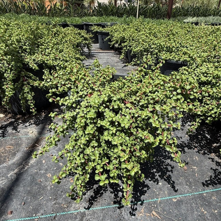 Dwarf Elephant's food