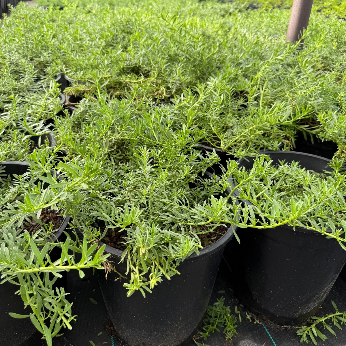Winter Blaze Emu Bush (Eremophila prostrata) plants in 5 gallon nursery pots with fine green foliage — Phoenix, AZ