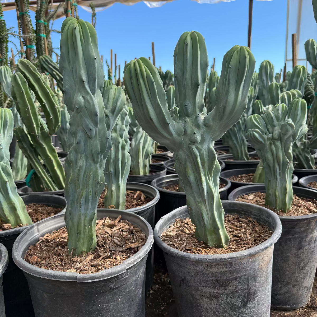 blue myrtle cactus vs san pedro Buy Fat Blue Myrtle Cactus Phoenix, AZ | M. geometrizans