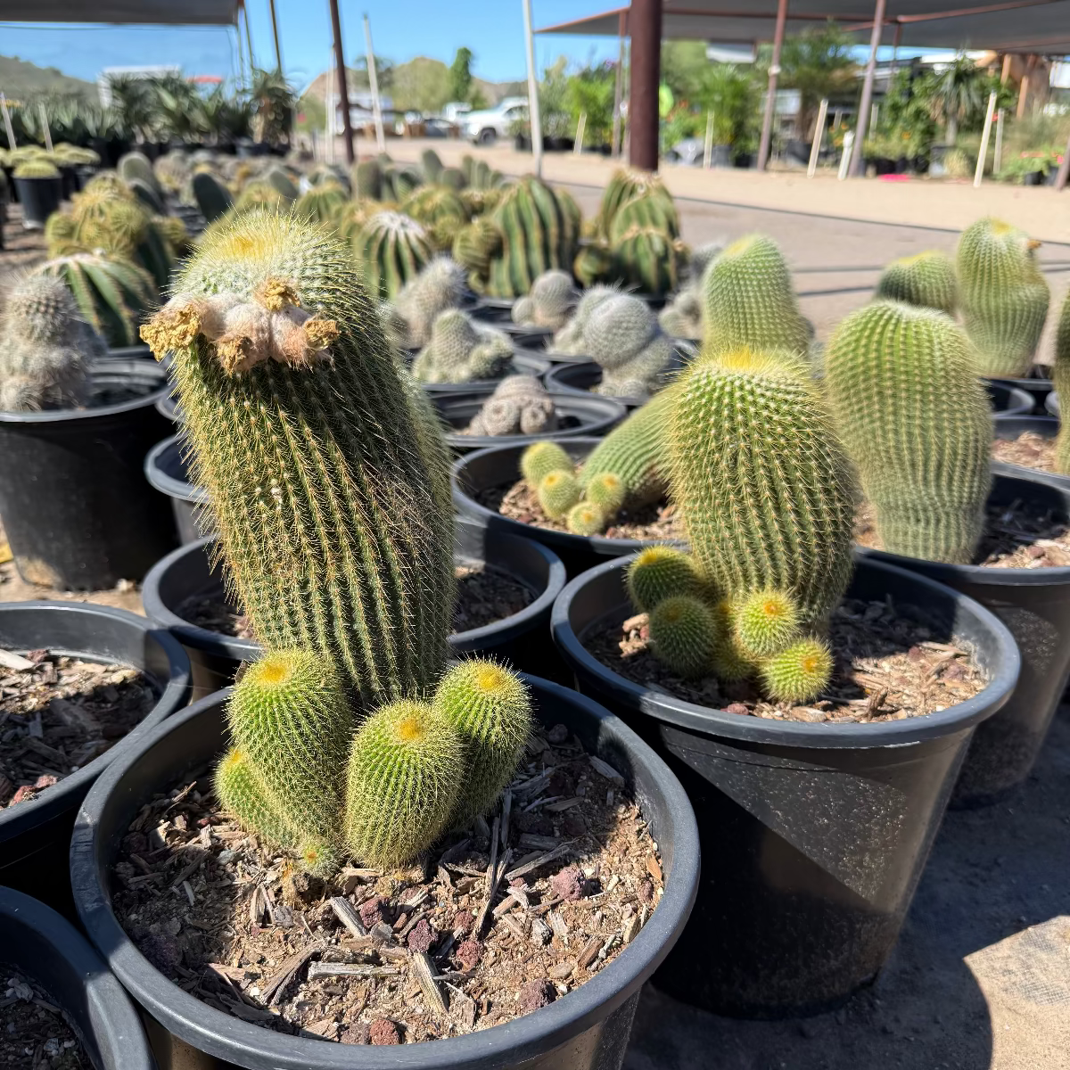 5 gallon Gold Mammillaria (Mammillaria pringlei) with golden spines in black nursery pots at Three Timbers — Phoenix, AZ