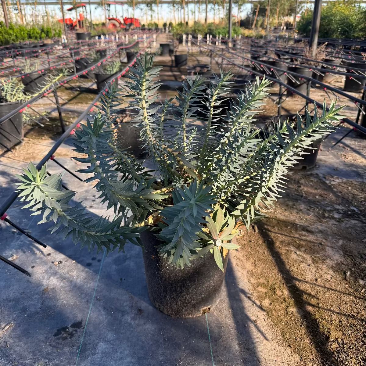 succulents for sale phoenix Buy Gopher Plant Phoenix, AZ | Euphorbia rigida