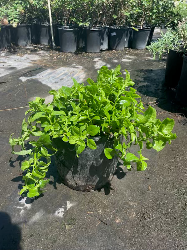 5 gallon Hearts & Flowers (Aptenia cordifolia) in nursery pot with lush green foliage — Phoenix, AZ