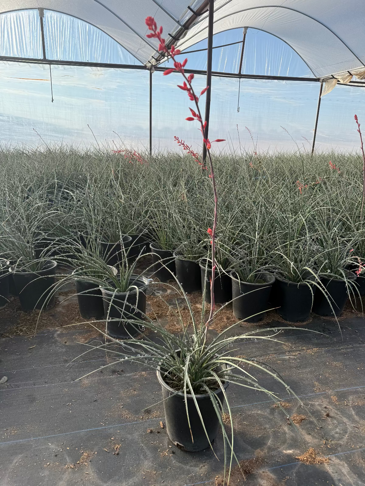 5 gallon Red Yucca (Hesperaloe parviflora) plants with coral flower spikes in Phoenix, AZ nursery greenhouse