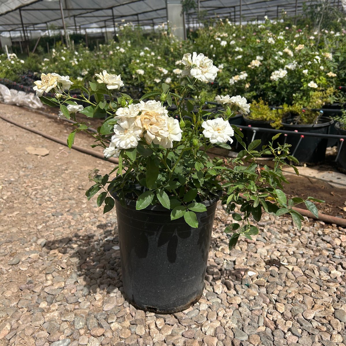 white rose potted plant Buy White Iceberg Rose Phoenix, AZ | Rosa 'Iceberg'