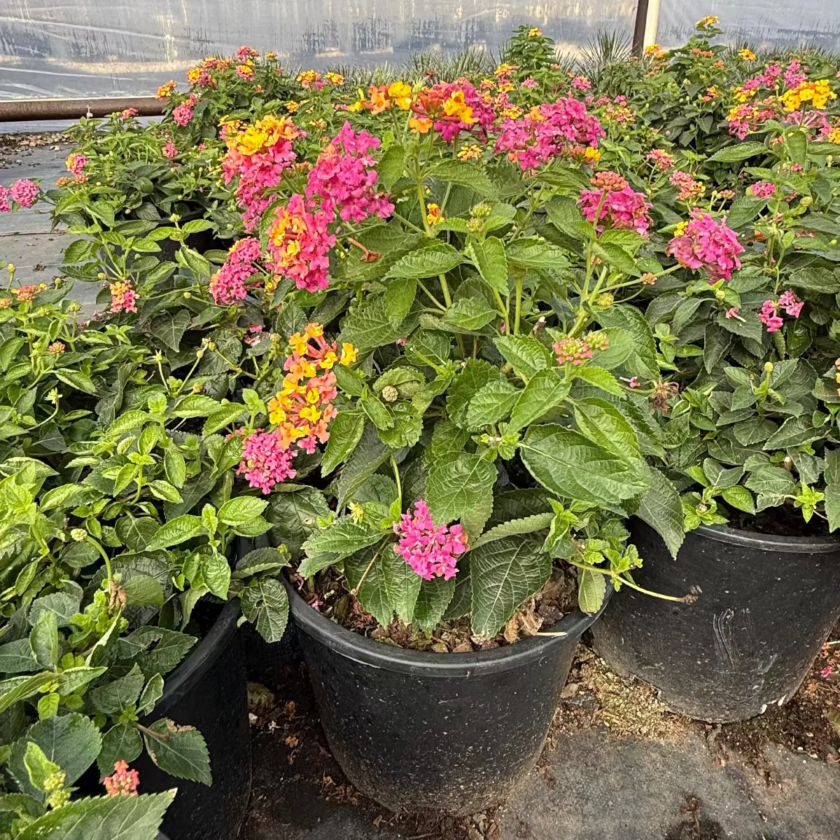 lantana plant fertilizer Buy Confetti Lantana Phoenix, AZ | Lantana camara