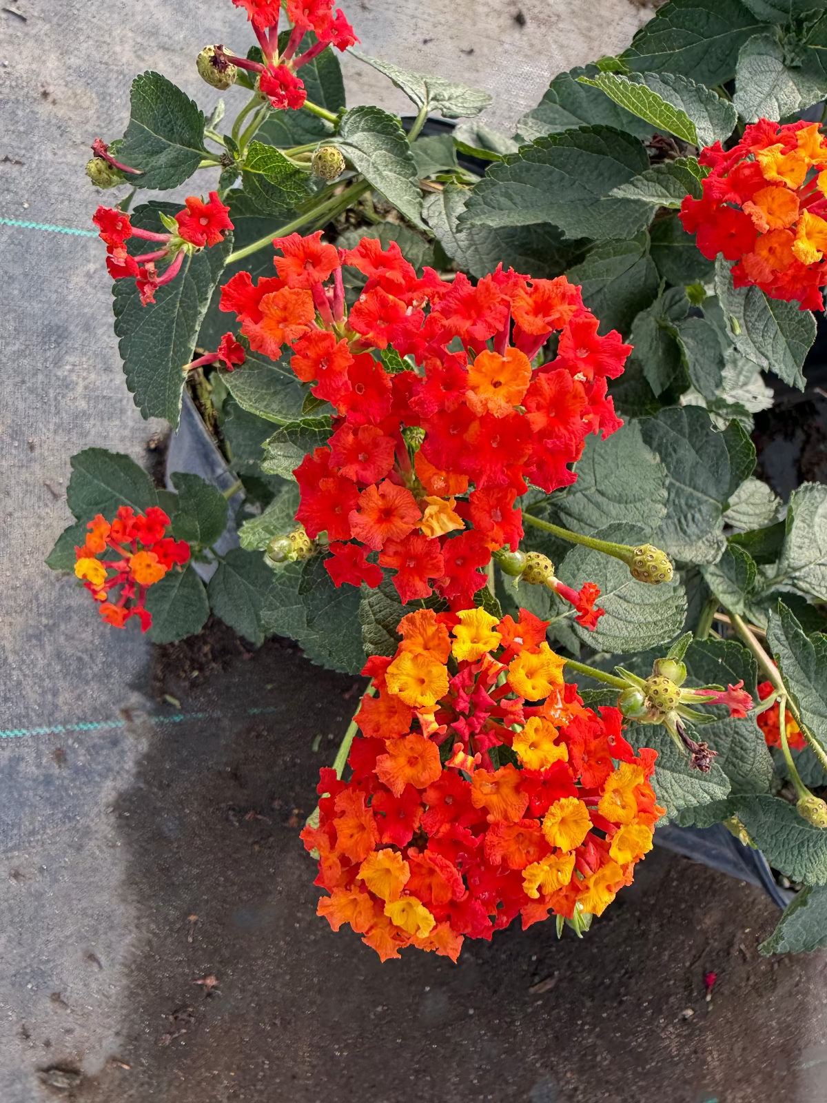 Dallas Red Lantana