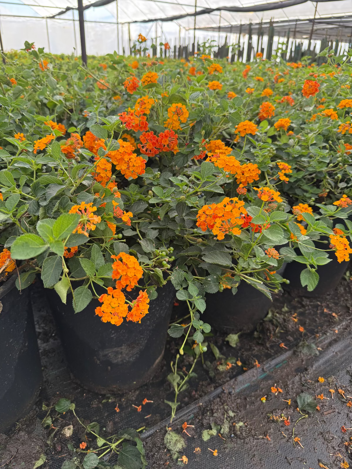 Radiation Lantana