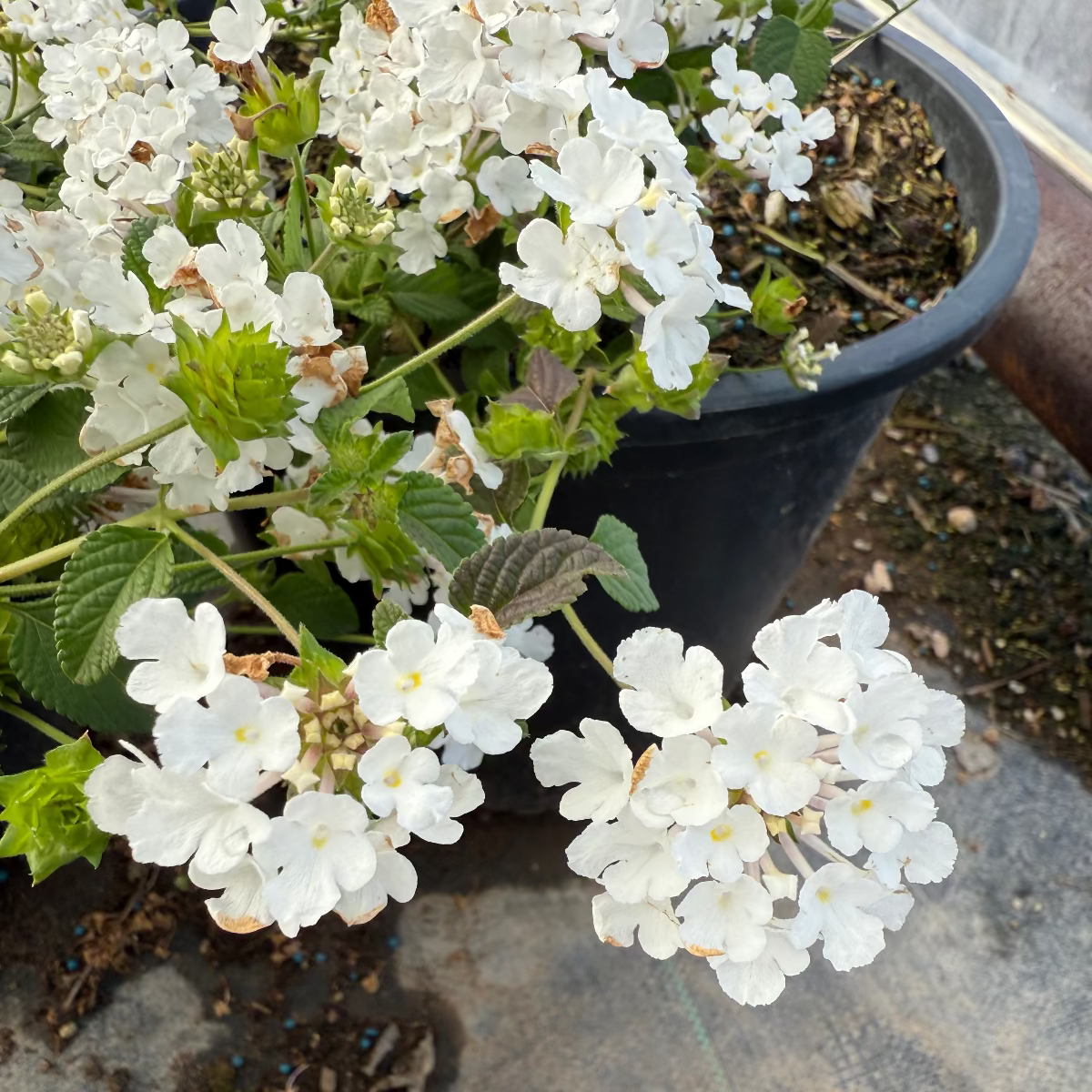 white trailing plants for pots White Trailing Lantana AZ | Lantana montevidensis