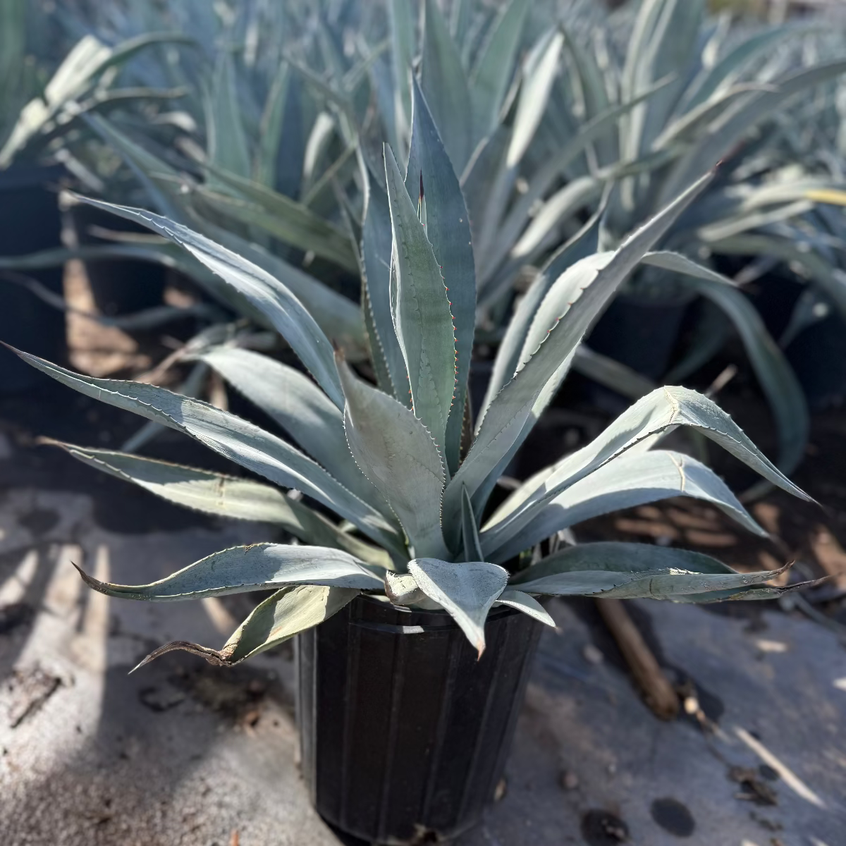 5 gallon Majestic Agave (Agave franzosinii) silver-blue rosette in nursery pot — Phoenix, AZ