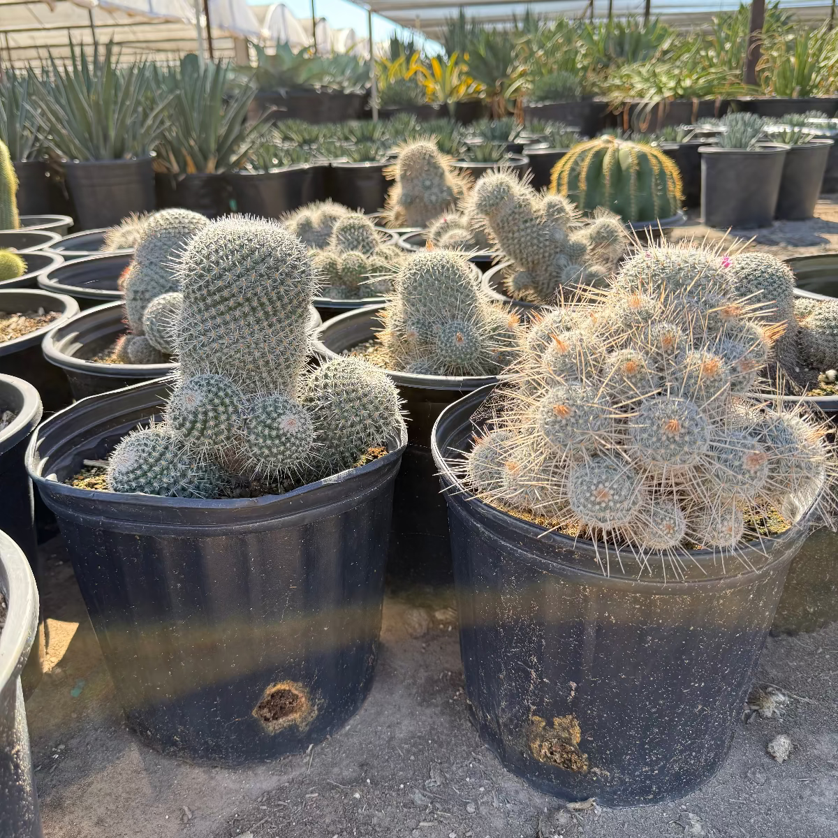 5 gallon White Clumping Cactus (Mammillaria geminispina) in black nursery pots at Three Timbers — Phoenix, AZ
