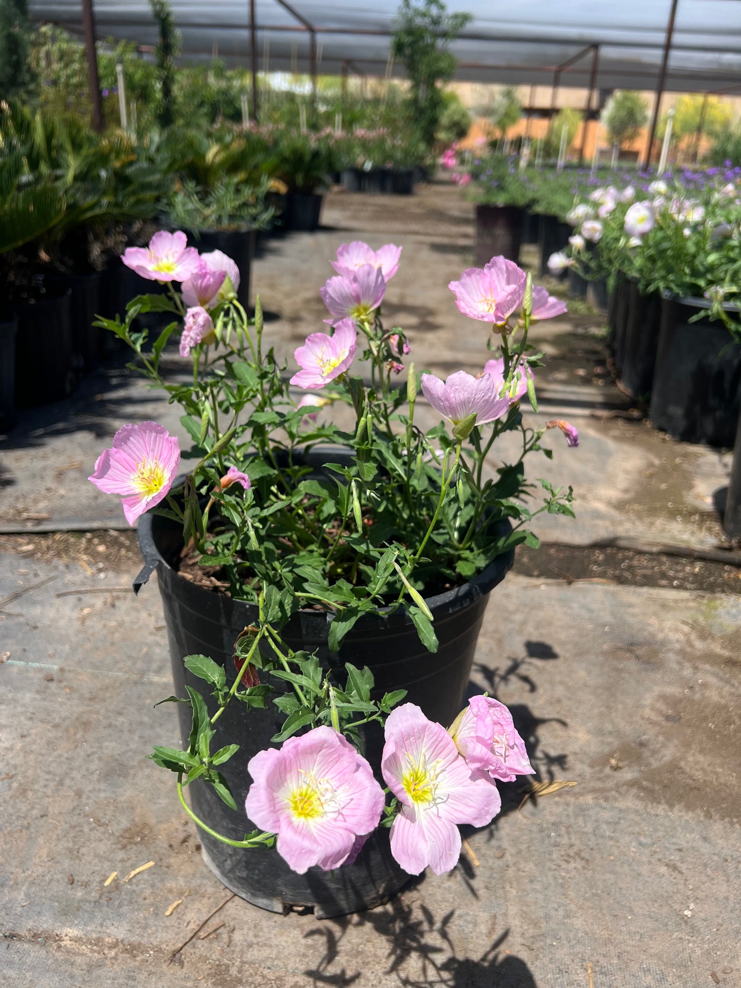 Mexican Evening Primrose