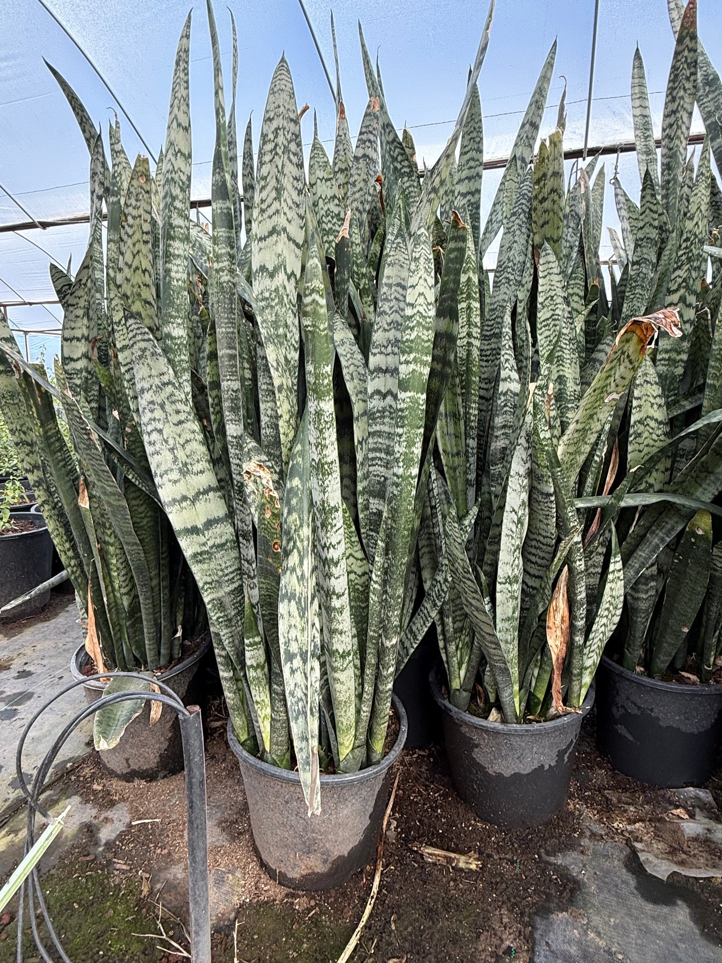 Mother in Laws Tongue