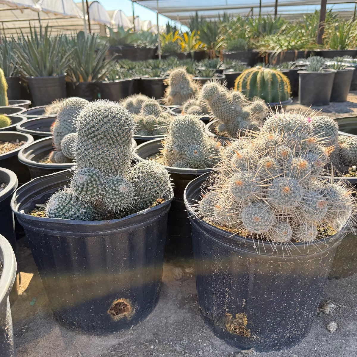 mammillaria cactus types Mother of Hundreds Phoenix, AZ | Mammillaria compressa