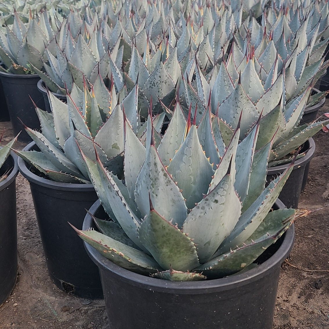 5 gallon Murphey's Agave (Agave murpheyi) in nursery pot — Phoenix, AZ