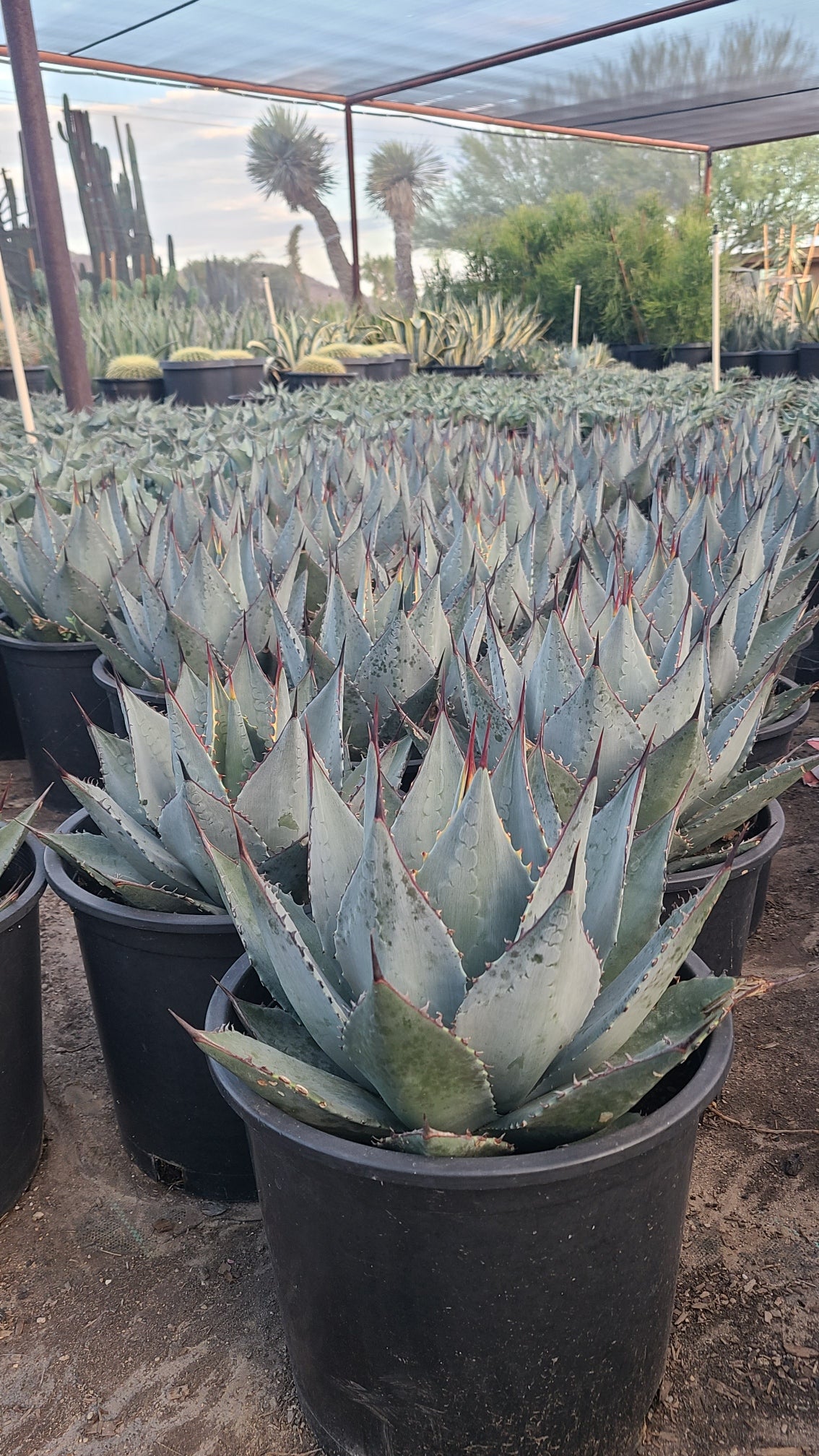 Murphey's Agave