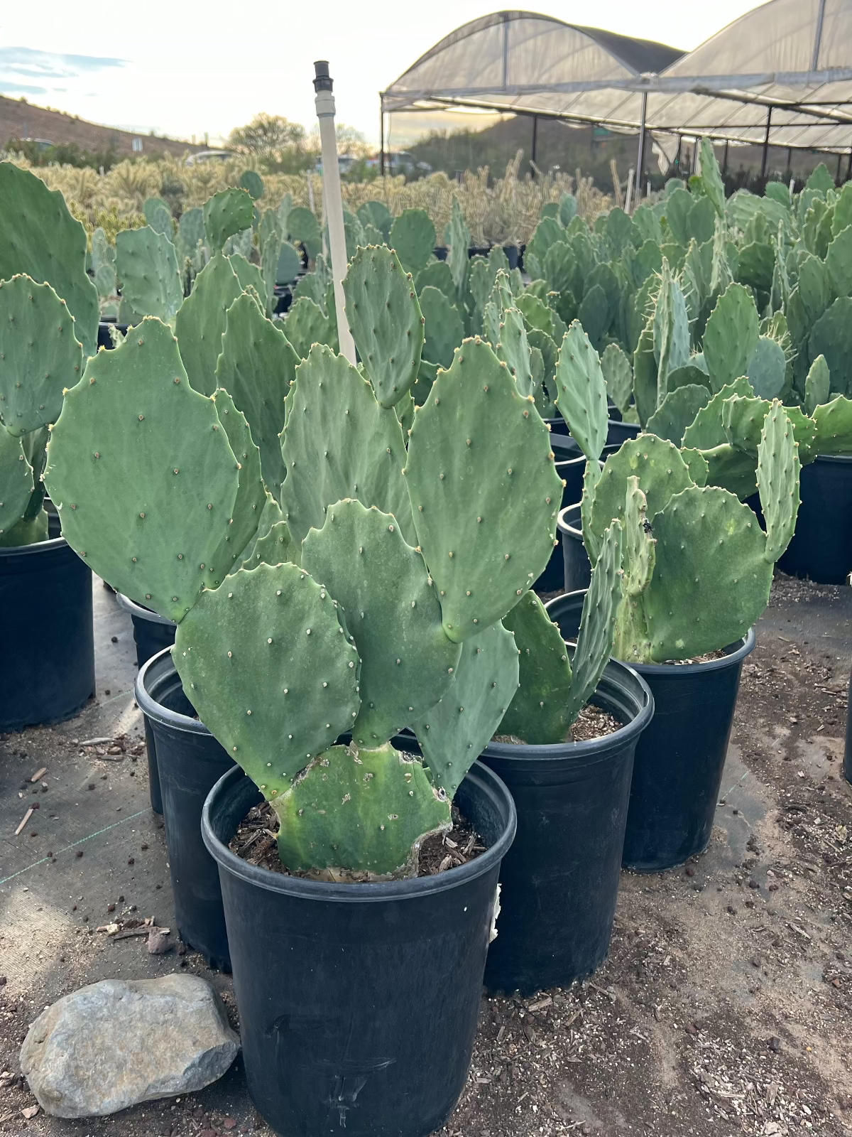 5 gallon Old Mexico Prickly Pear (Opuntia gomei) plants in nursery pots at greenhouse — Phoenix, AZ