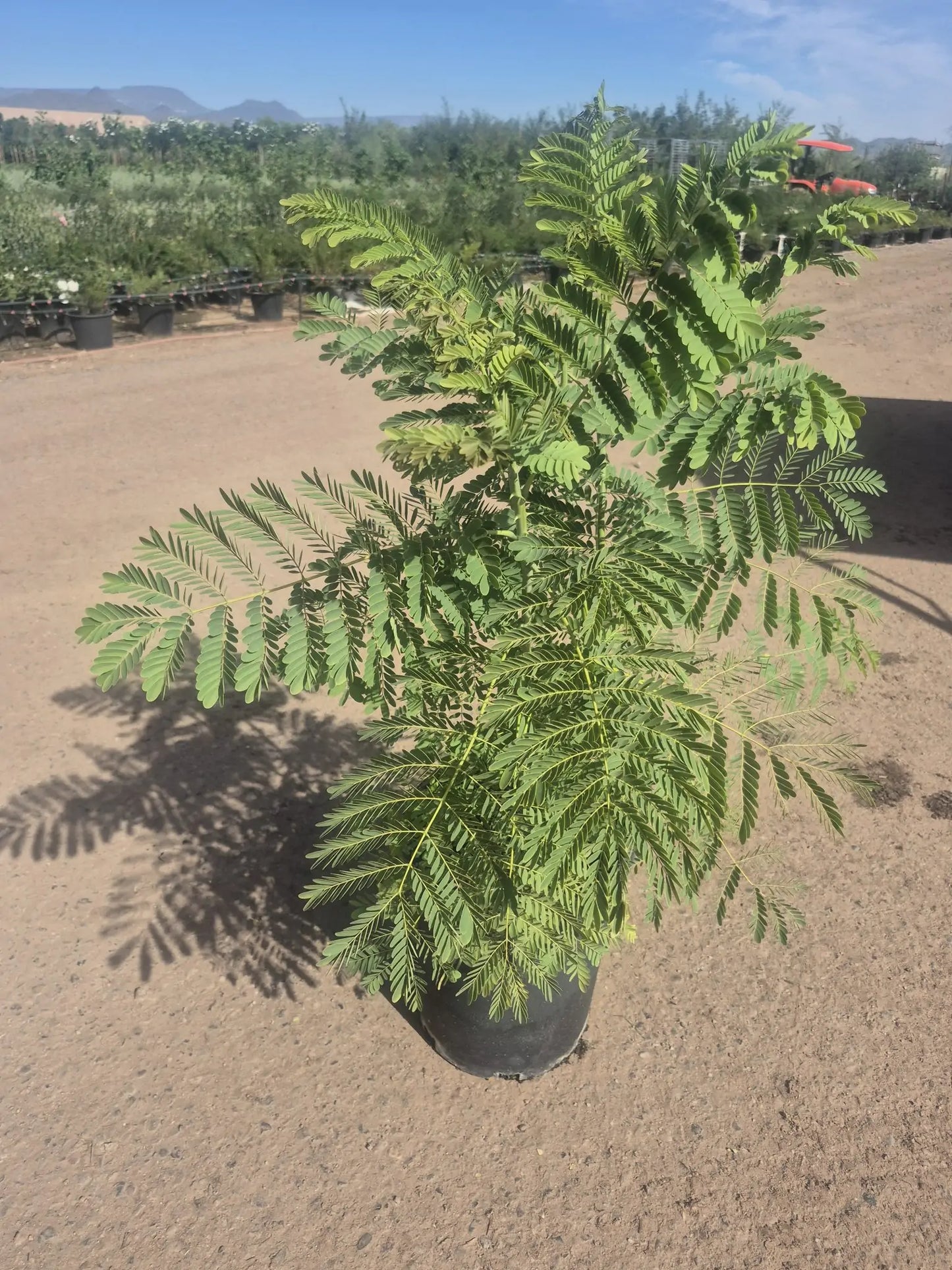 Mexican Bird of Paradise