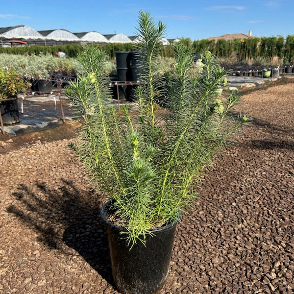 Pine Leaf Milkweed (Asclepias linaria) plants in nursery pots at Three Timbers — Phoenix, AZ
