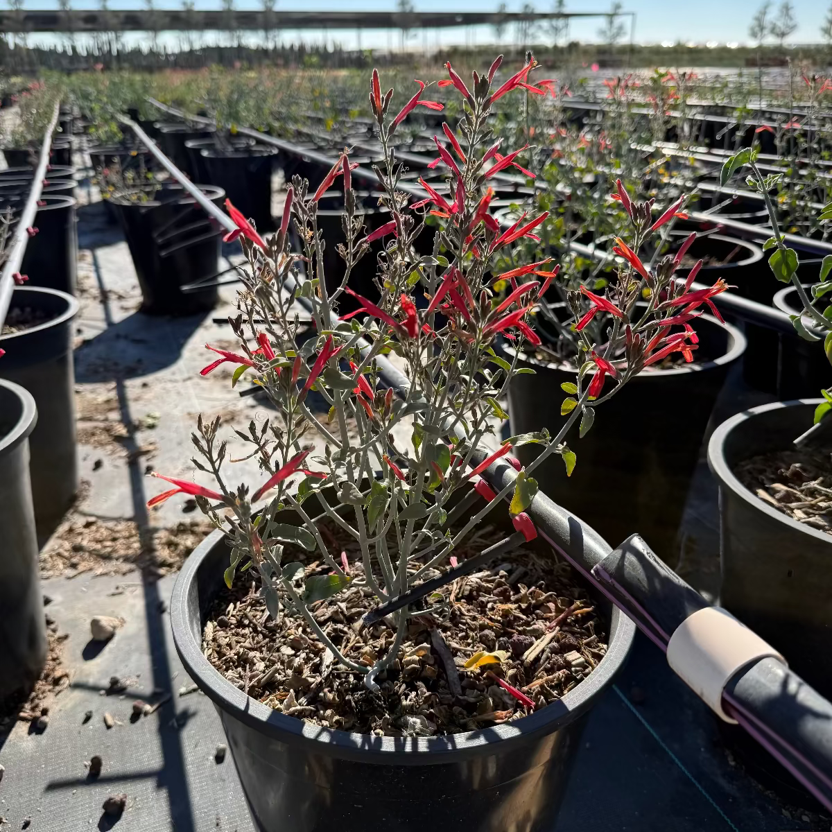 Red Chuparosa (Justicia californica) with tubular red flowers in Phoenix, AZ nursery